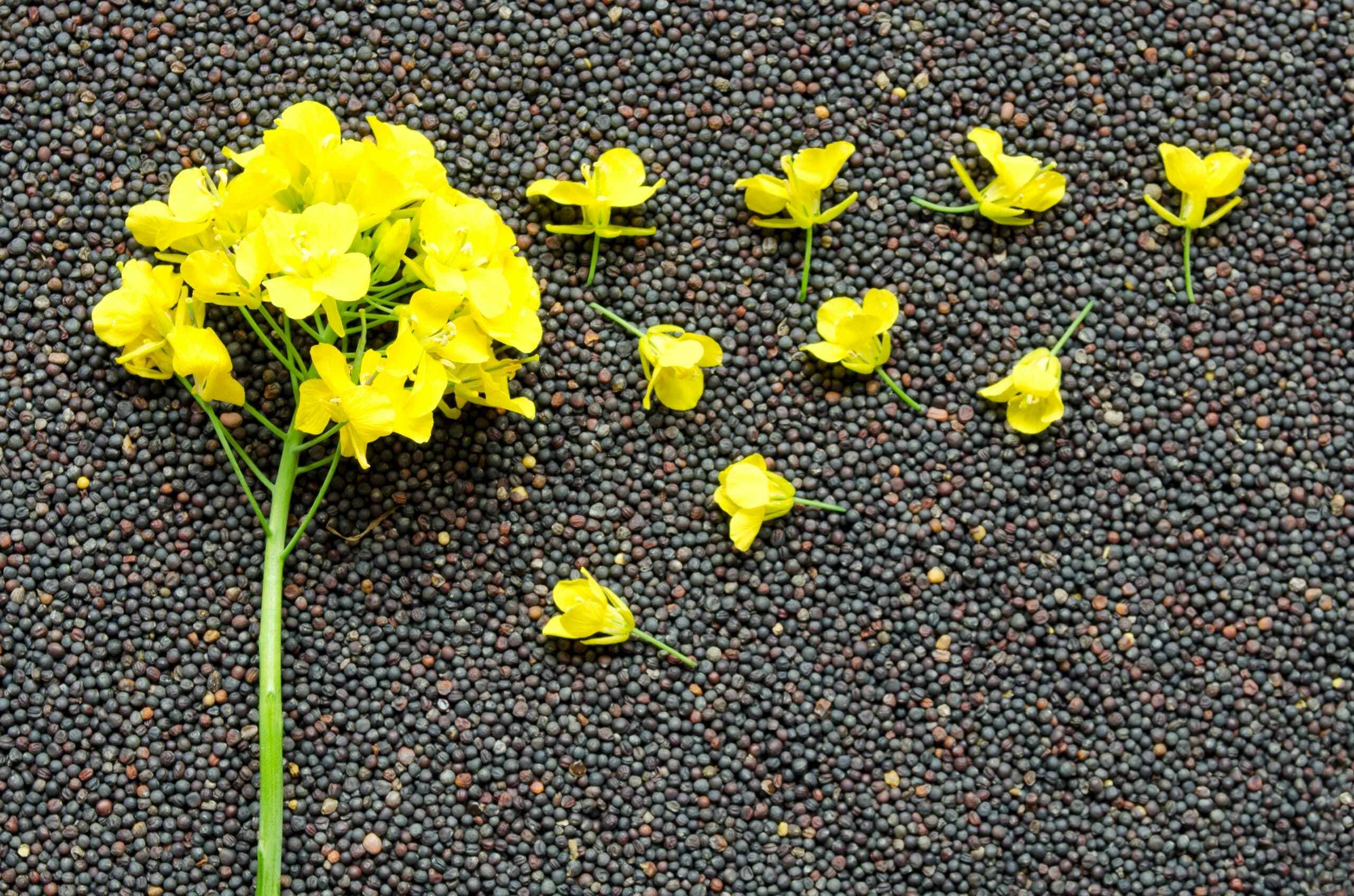 Top view of rapeseed blossom on the background of seeds close-up.